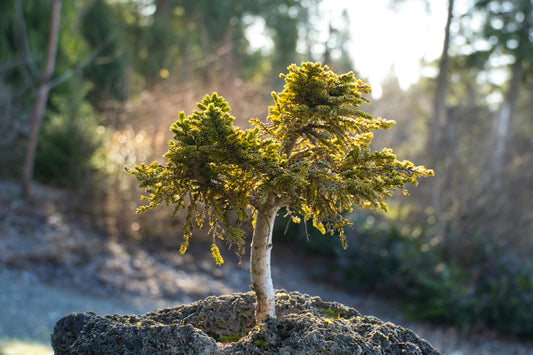 Bonsai in Frisco Tx