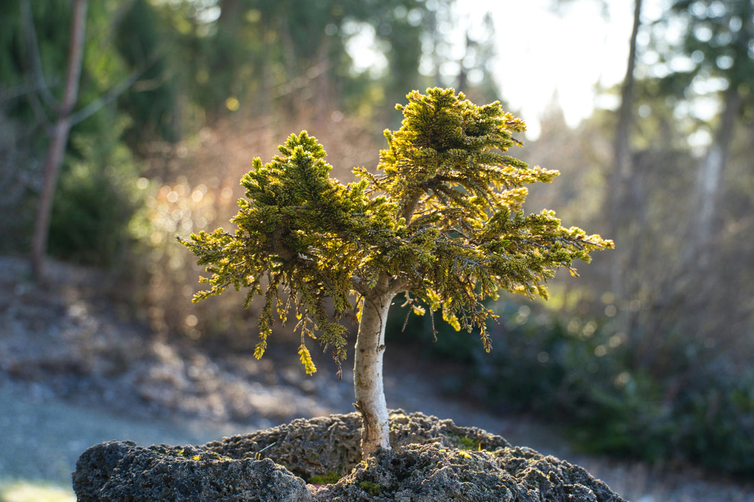 Bonsai in Frisco Tx