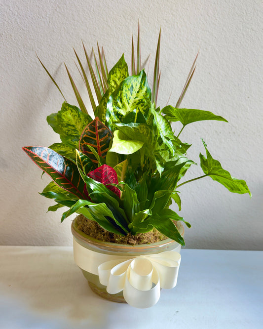 Plants Frisco Texas