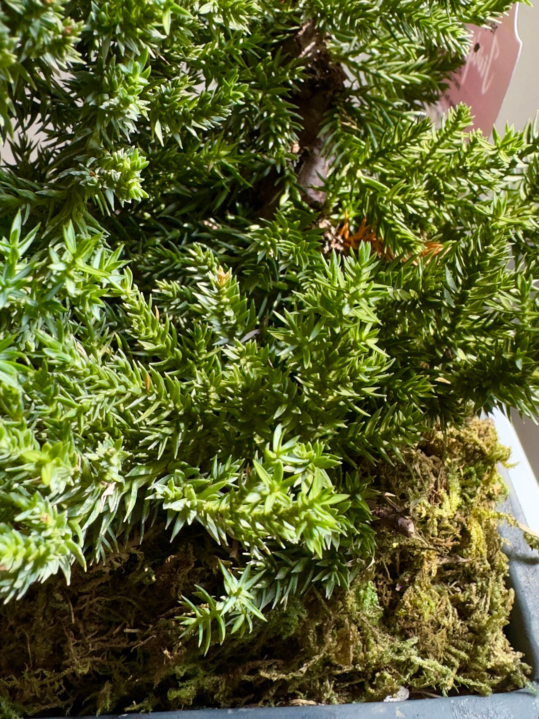 Bonsai in Frisco Texas